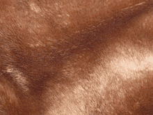 Мех искусственный